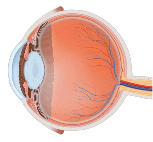 Anatomía ocular SEE